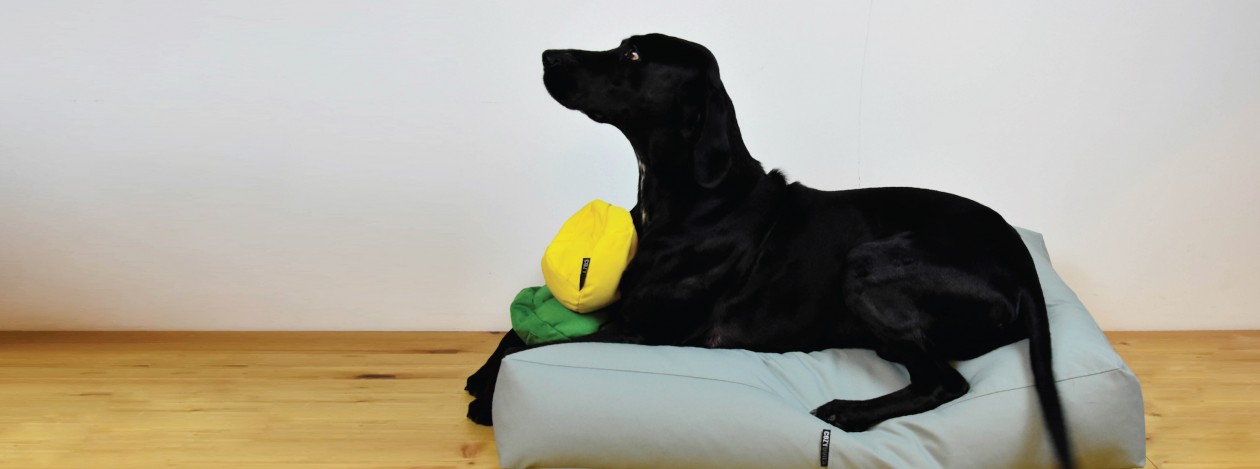 Pet pad for the ambitious four-legged friends
